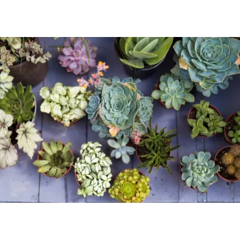 Succulent Plant